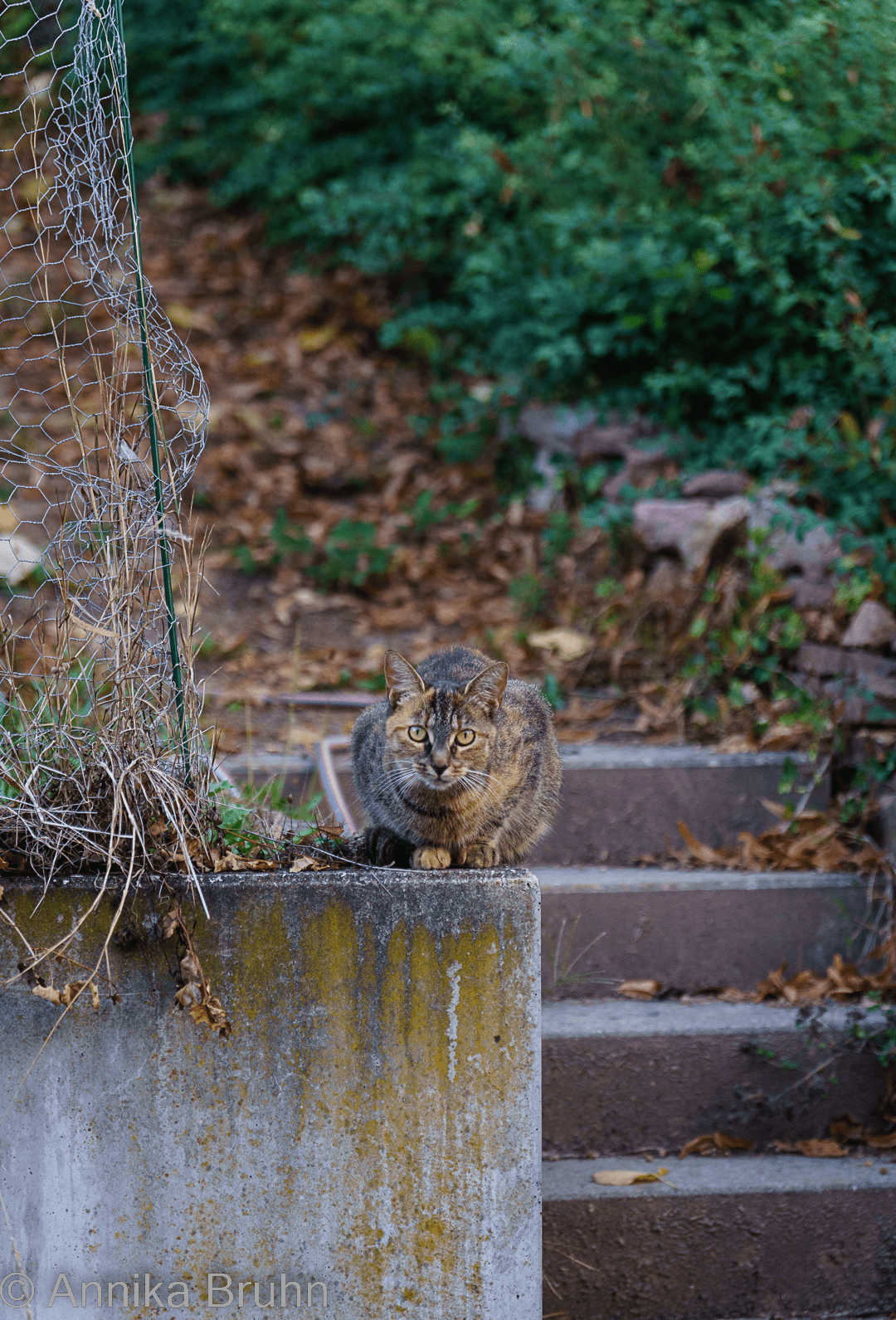 Wir haben Besuch im Garten!